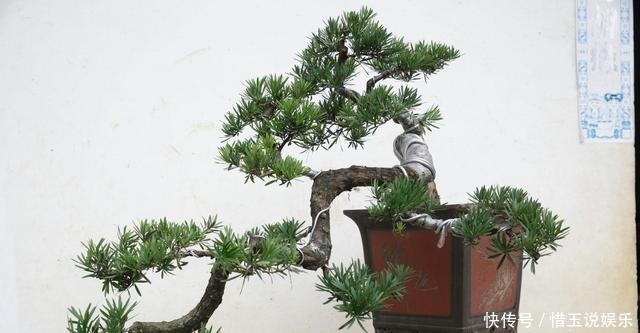 院子|有院子就种4种树,老祖宗留下的“顺口溜”,不是没有道理