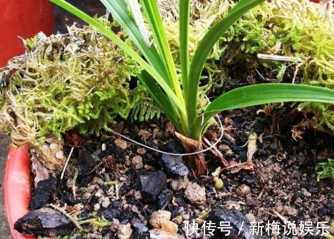 种苗|新手引种苗好养吗兰友都说很难种活，买引种苗要注意几点才行