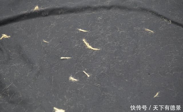 小动作|衣服粘毛不用买滚刷，教你一个小技巧，轻松去除毛絮，省钱又省事