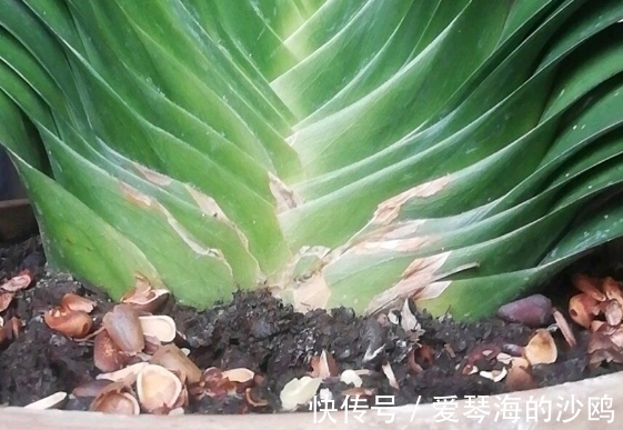 接近年关,养花就选这3样年宵花,每1种至少开花3个月