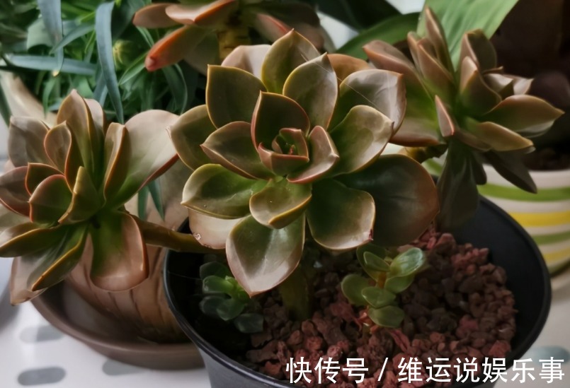 家庭养花,从哪些方面下手休整植物根部效果好?