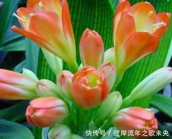 直射光|夏季君子兰总是长不好这几点做好了,轻松度夏无忧