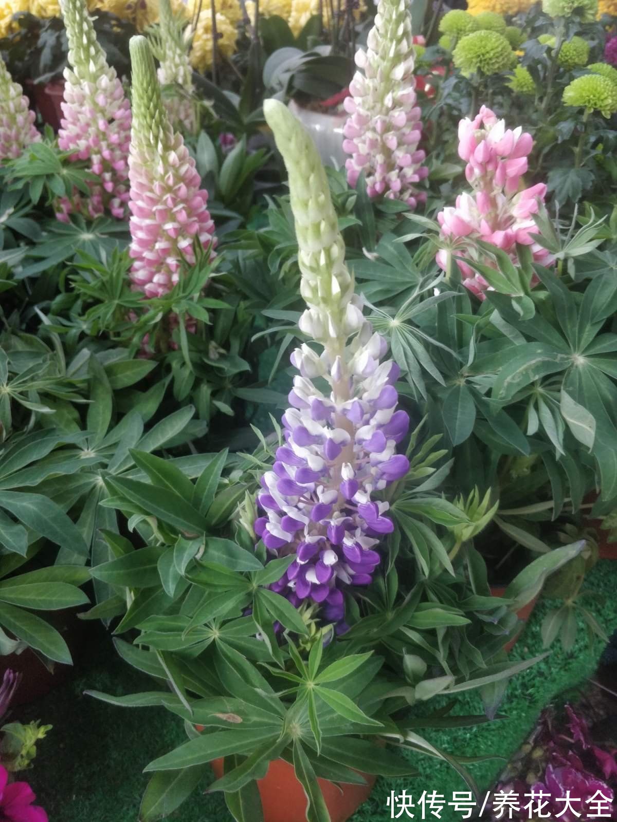 羽扇豆|4种花边开花边“生崽”，开花过后，能繁殖一大片