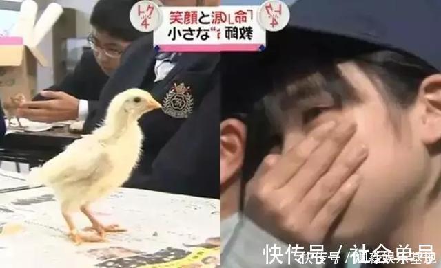 生命|日本最“变态”的生命课亲自养,亲手杀,亲口吃,孩子崩溃大哭