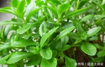 急救药|农村生命力极强的一种野菜,也是人们的急救药,是天然强心剂!