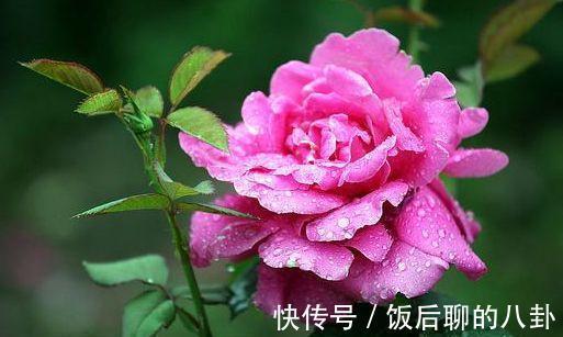 农历9月24日开始，居家养这几款植物，沾土就能活，有阳光就爆盆