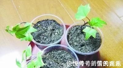 养花爱好者看过来这15种花现在“扦插”,生根快,一个周就长芽
