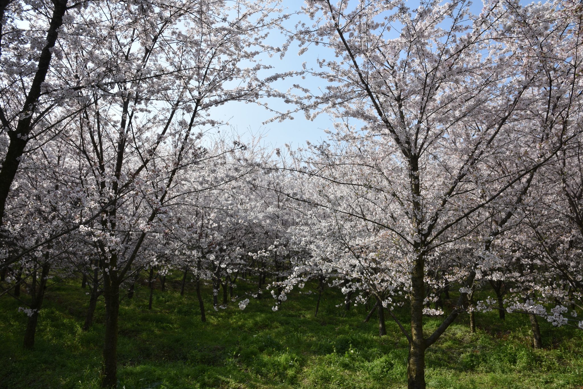 平坝樱花海，惊艳又浪漫