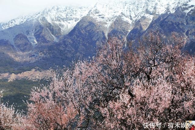 波密桃花开当桃花与雪山相遇，便成为云上仙境