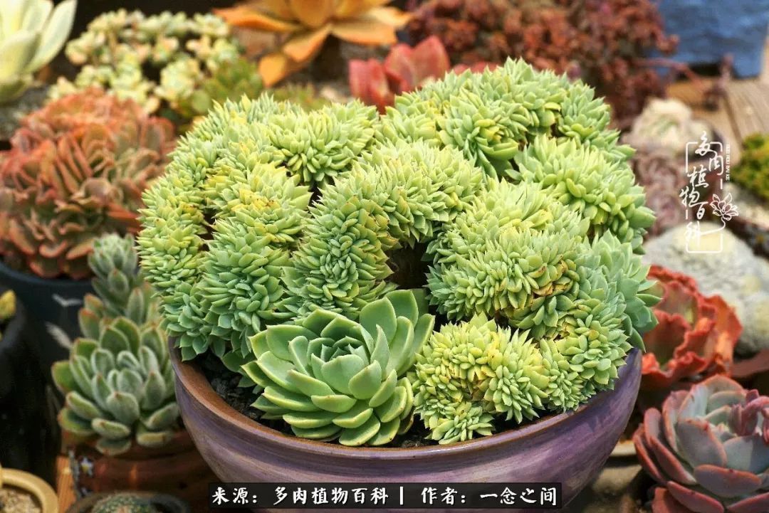 群友聊多肉没有最二只有更二,爆笑百科二群的二货二事!