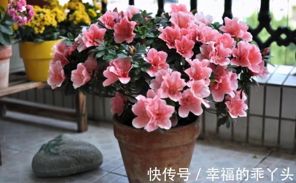 养花法宝别到处找了,在厨房就有三种,一种比一种肥效强