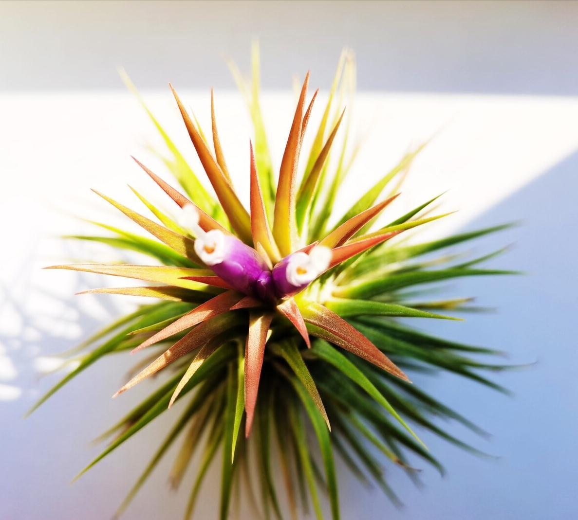 养不活花的人,建议养这“5种花”,好养好看又实用