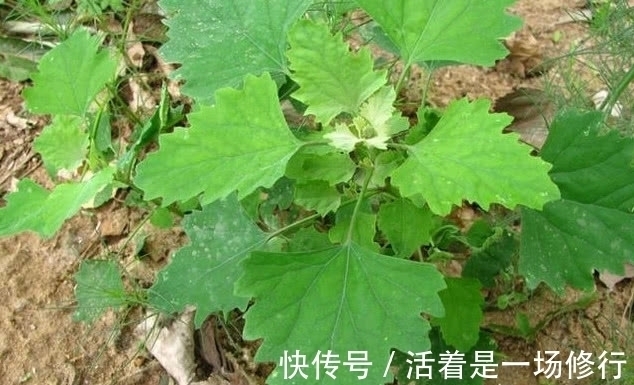野灰菜|80后都吃过的一种野菜,路边常见长大片,可如今却少人敢吃