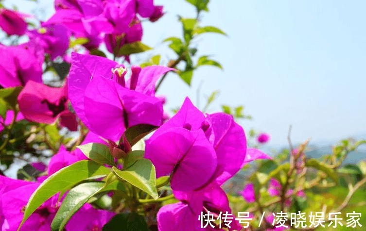 花卉|萌新,还在埋怨你家的三角梅不开花做好以下几点,四季开花不断