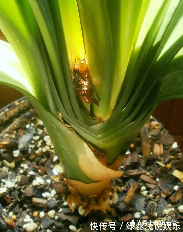 为啥很多朋友在家里养不好君子兰,有可能一开始就买错了