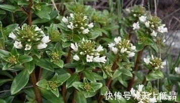 芥蓝芥蓝|农村野菜宝贝,治乳腺炎、蛇咬伤、解毒祛风、滋阴润肺,你吃过吗