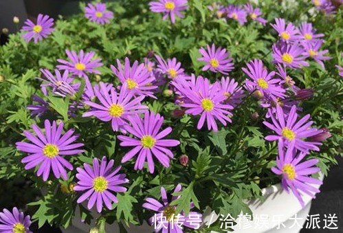 枝繁茂盛|养菊花,首选这些花朵,耐寒耐热长得好看,枝繁茂盛花开大而饱满