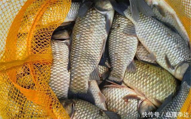 饵料|仲春钓鲫鱼，没有这些素饵搞不定的大鲫鱼，如果有，那就换一种