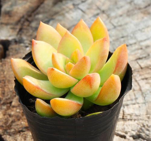 5种黄色系多肉,长出状态美极了,谁见了都夸美,值得拥有!