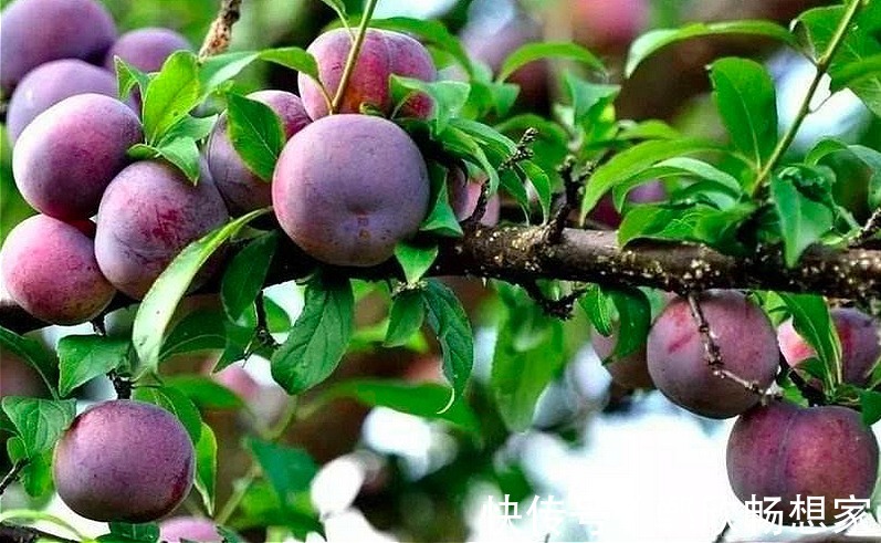 水果|清明过后,记得多吃此6种水果,个个水分足口感好,现在吃正当季