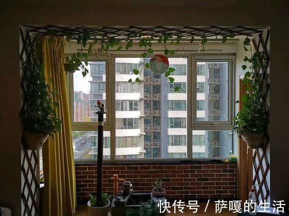 发酵|老花匠：扔4种“东西”，就是扔钱，比花肥还好用，不花钱！