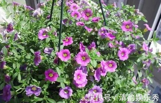 室内养花,盆栽首选懒人花,这4款适应性强、花期长、花量还大