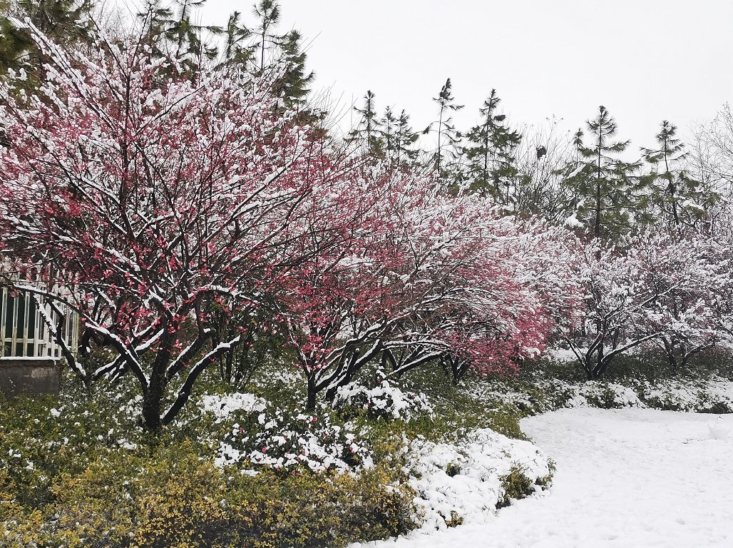 费玉清|踏雪寻梅暗香来，临安赏梅正当时~