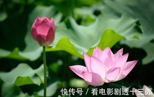 桃花朵朵开|8月1日开始，4属相运势上吉，苦尽甘来，接横财、迎桃花