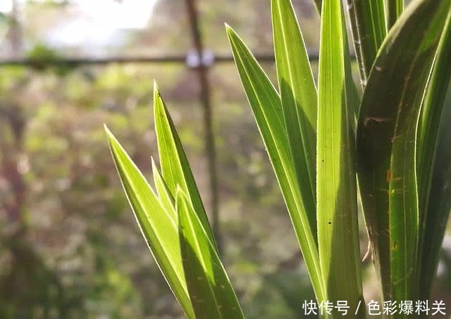 老农|兰花到底是先生根?还是先发芽?看看老农怎么说