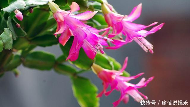 光照|长寿花是时候施肥了,来点白色粉末兑水浇花,睡醒了就等开花