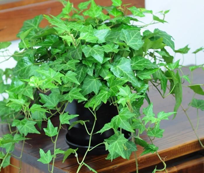  净化空气|公认净化能力出众的绿植， 绿色的空气净化器!跟着养护专家学起来