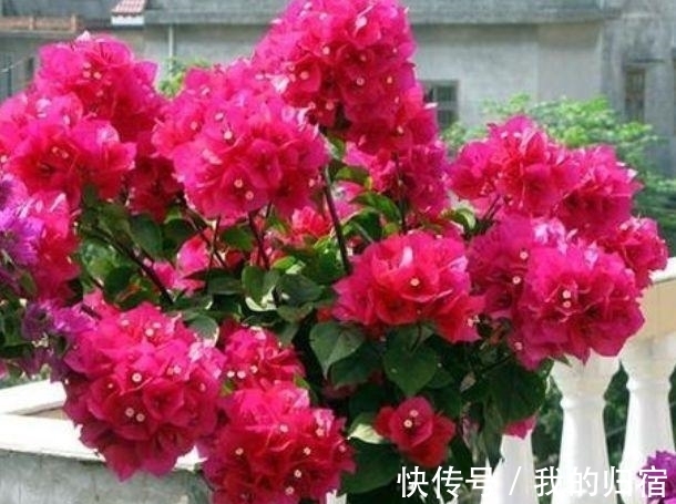 三角梅|4种花现在养刚刚好，沾土就能活，开花就爆盆，不易生病好养护