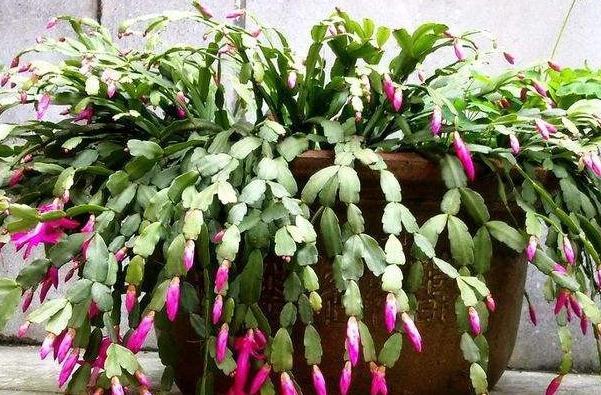 秋冬养花，家里养3种花，易管理长势旺，懒人都能养爆盆