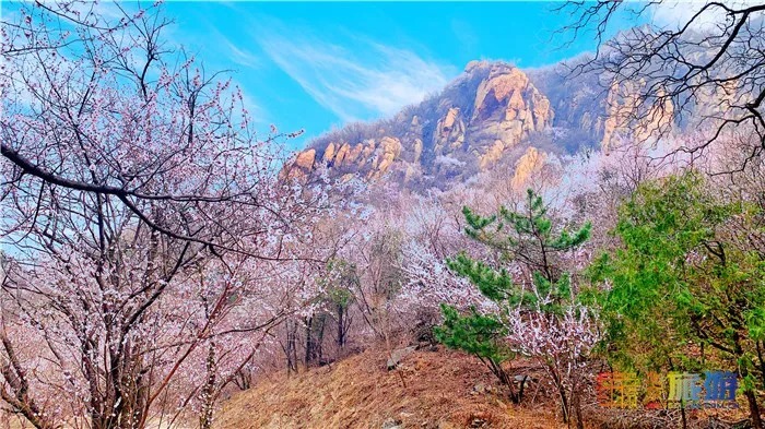 万亩桃花！北京这个地方已经美出天际了，假期去正好！