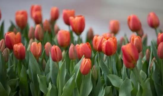 滴水观音|6种“娇艳”花，汁液剧毒，家里有的赶紧搬出去，你家养了几种？