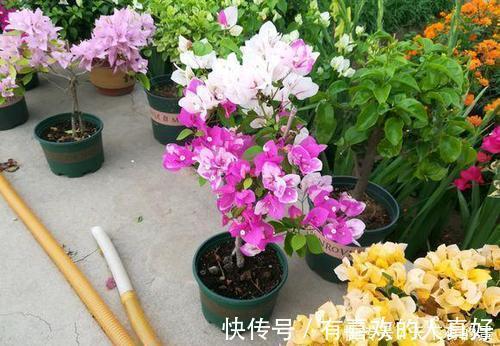 张大爷|张大爷养花,用“2种水”轮流浇,没想到,1年养出漂亮“小花园”