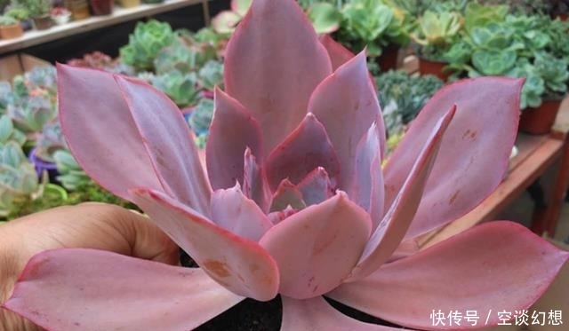 这几种多肉最贵的可以达到上万元，你家有几款