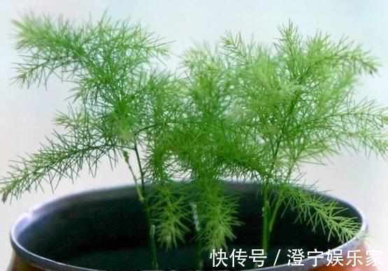 阴凉处|新手文竹叶子发黄简单掌握如下4点，让你的文竹绿油油