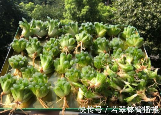 植株|养1年的玉露群生,盆内显得太挤,狠心将其拆了,结果成玉露大户