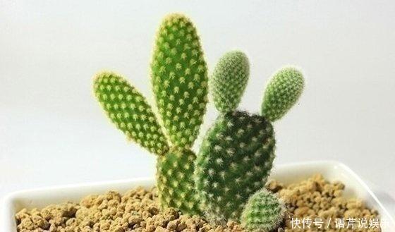 养了十多年，仙人掌都不变样，狠心来一刀，突然爆发开始猛长