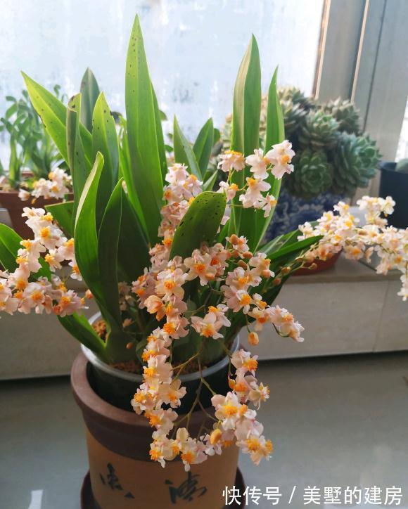 战斗鸡|兰花中的“战斗鸡”,同时开花几百朵,满屋子都是奶香气