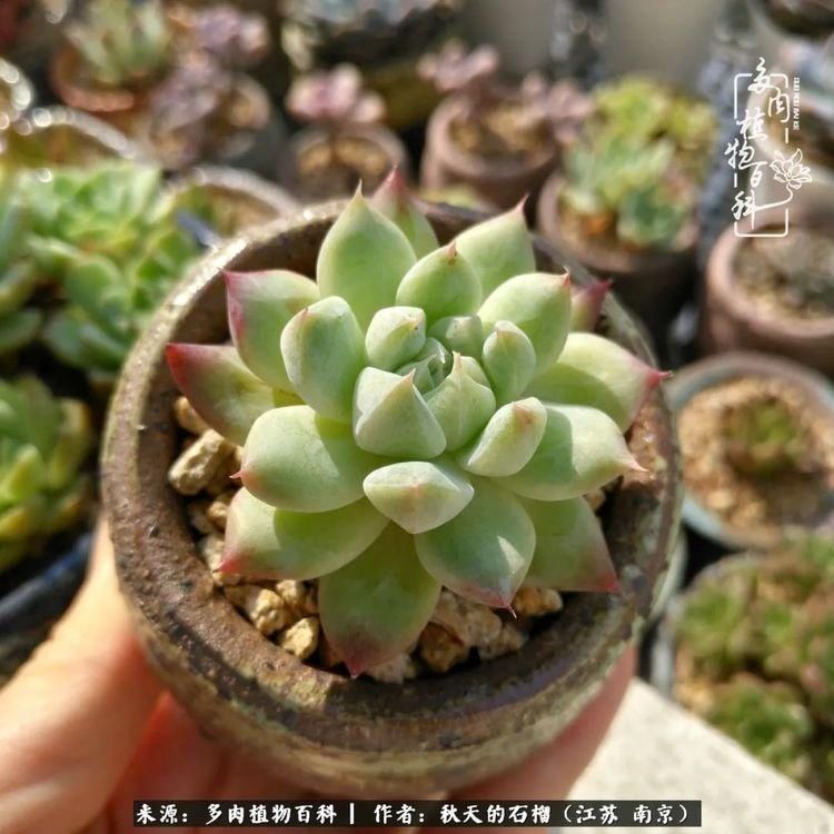 渡劫归来的肉肉,谁是谁的前世,谁又成了谁的今生