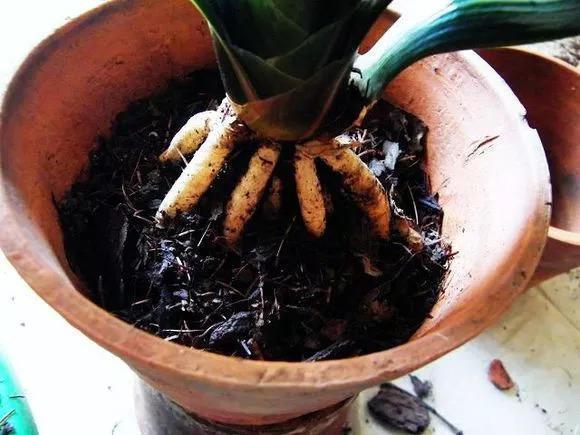 养君子兰，做好这“3步”，再也不烂根，长得根旺叶绿，年年开花