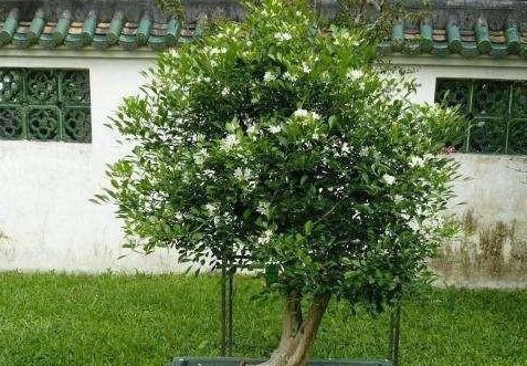 立夏过后,这种“树”要栽一棵,沾土即活,养在家里,旺人更养财