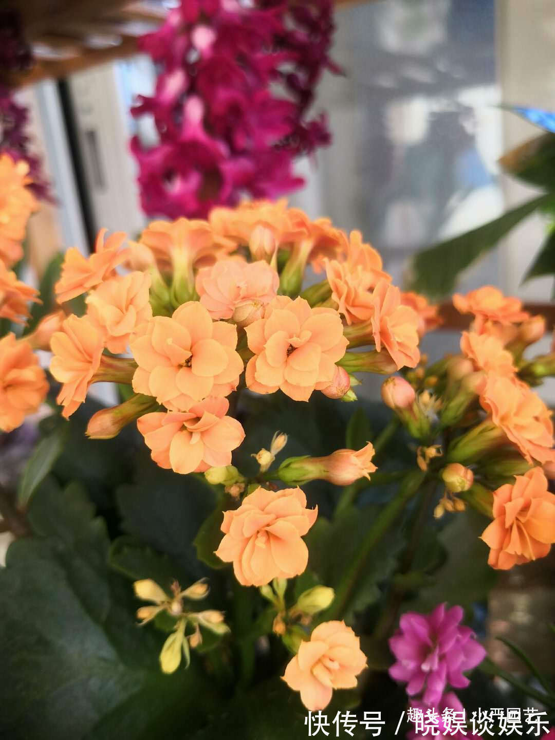 学会三个“催花”技巧，长寿花花期一到就爆盆