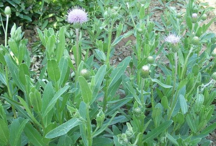 蒲公英|农村的这几种野菜，利尿消肿、养肝护肝，多吃没有坏处！