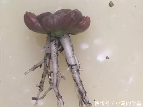 多肉引根大揭秘,一旦“肉肉”出现这种情况,尽快挽救!