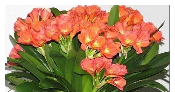 还傻傻给君子兰乱浇水难怪不开花，教你一招花开灿烂又大朵