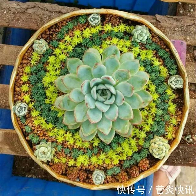 灵感|多肉拼盘玩一次就上瘾,这些创意拼法,你一定喜欢