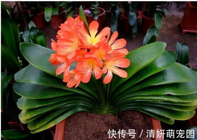 新手|君子兰有“6怕”,难怪总是养不好,新手规避